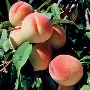 Prunus persica 'Elberta'