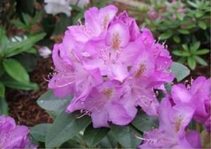 Rhododendron 'Minnetonka' - from Historyland Nursery