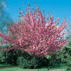 Prunus serrulata 'Kwanzan' Prunus serrulata 'Kwanzan'