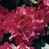Rhododendron 'Nova Zembla' Rhododendron 'Nova Zembla'