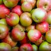 Malus domestica 'Winesap' '' Malus domestica 'Winesap' ''