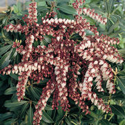 Pieris japonica 'Dorothy Wycoff' Pieris japonica 'Dorothy Wycoff'