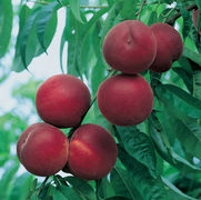 Prunus persica 'Suncrest' Prunus persica 'Suncrest'